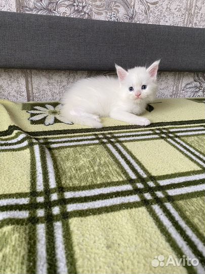 Котята мейн-кун