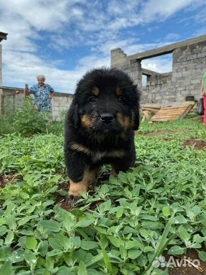 Щенки Бурят-монгольского волколава (хотошо)