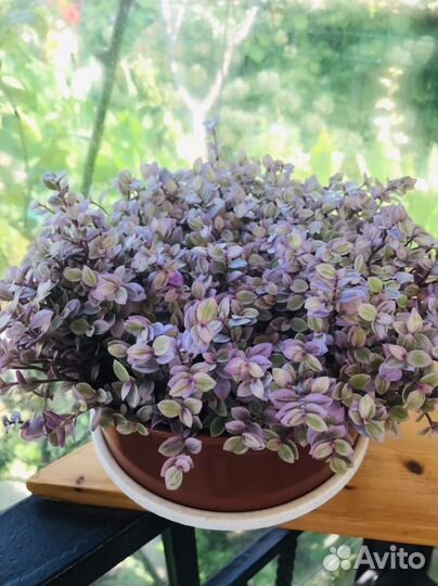 Коллизия Розовая пантера и коллизия Репенс