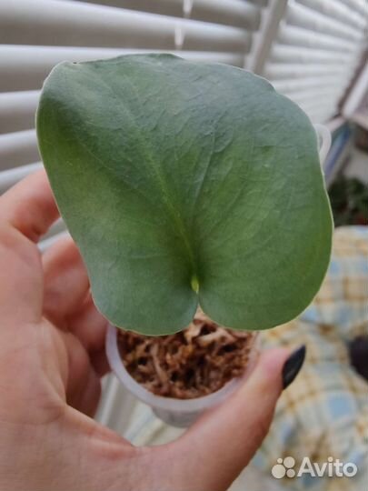 Сциндапсус платинум, сплеш Блю, леди, и т.д