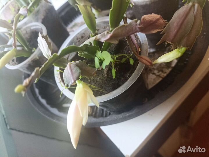 Комнатные растения цветущие