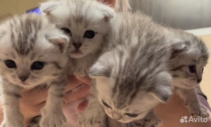 Шотладские котята