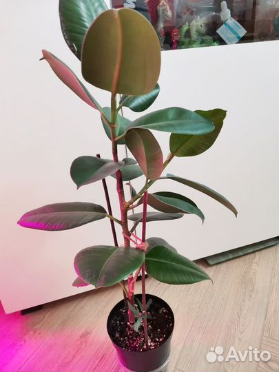 Фикус каучуконосный