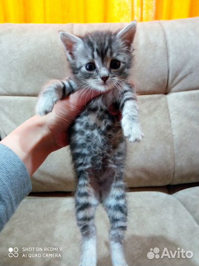 Отдам бесплатно котенка