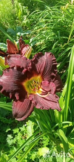 Лилейники сортовые