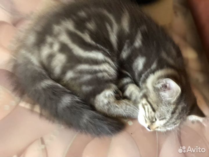 Шотландский котенок редкого (мраморный) окраса