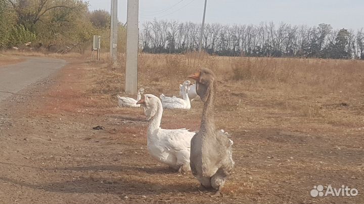 Гуси холмогоры,туляки