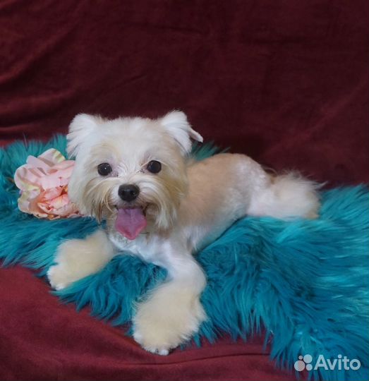 Йорк белый мини мальчик 1,5 года