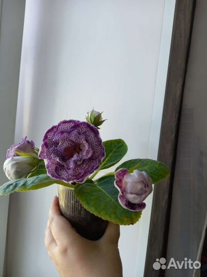 Глоксиния сорт ес Грэйс и ес Джин ен Шторм