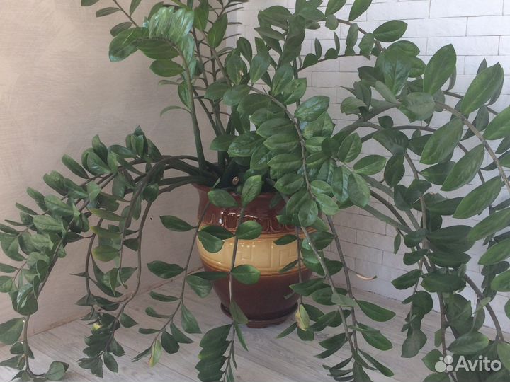 Замиокулькас