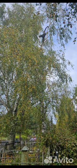 Спилить дерево