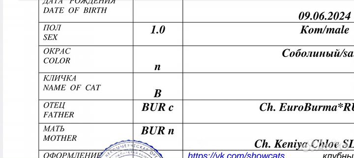 Соболиный бурманский мальчик клубный