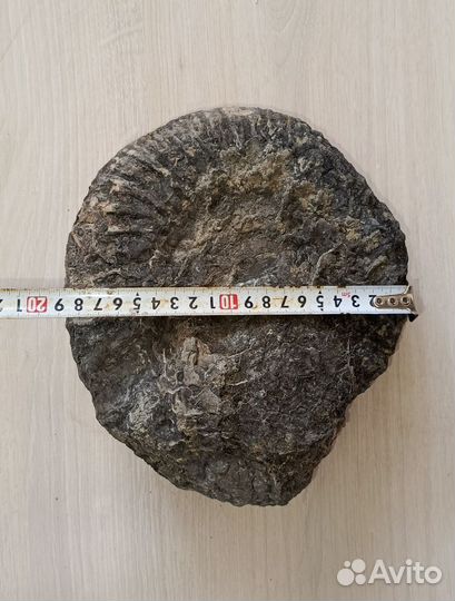 Аммонит, окаменелость 3