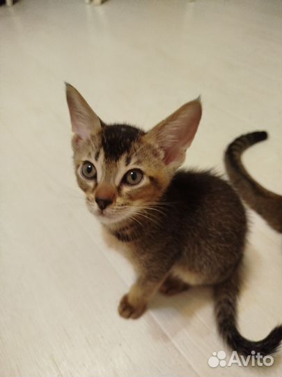 Абиссинский котенок мальчик