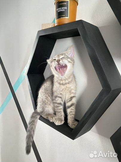 Кошка бесплатно