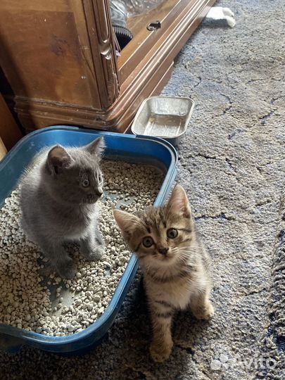 Котята в добрые руки даром
