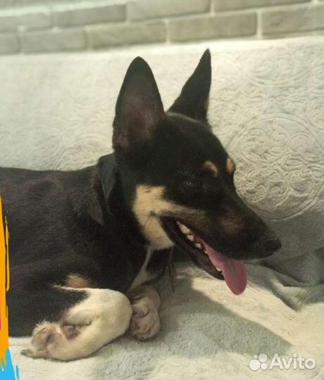 Собачка метис овчарки девочка