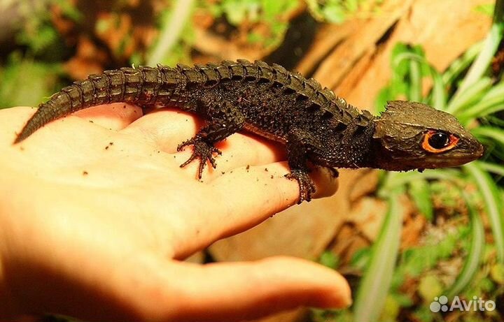 Аквариумная рыбка