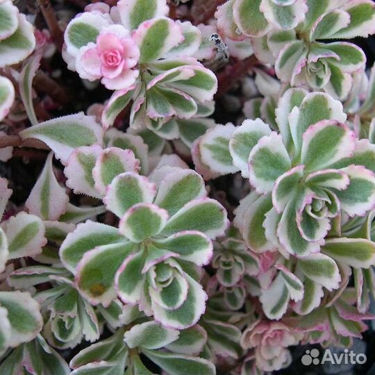 Растения для сада