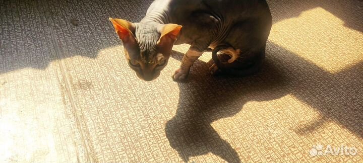 Канадский сфинкс