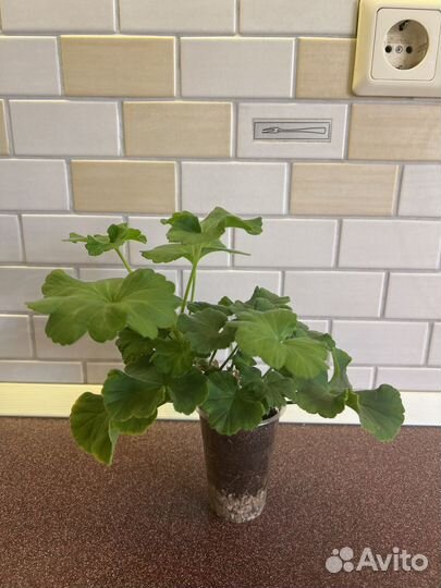 Пеларгония герань сортовая