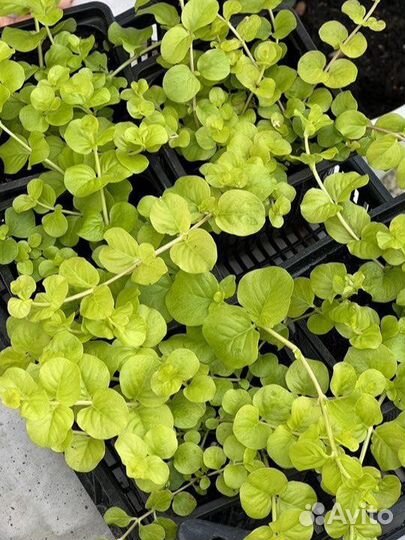 Вербейник монетчатый лизимахия