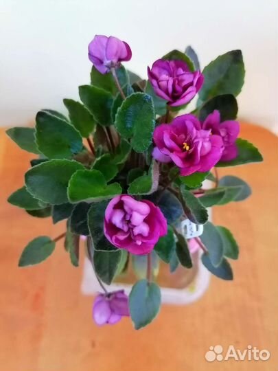 Сортовые фиалки