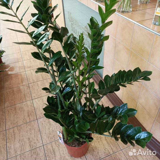 Замиокулькас h150 см