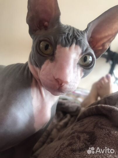 Донской сфинкс вязка