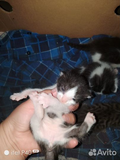 Котята в добрые руки