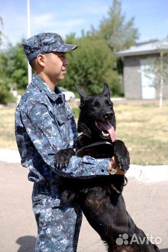 Охранник-кинолог, охранник 4,5,6 разряда