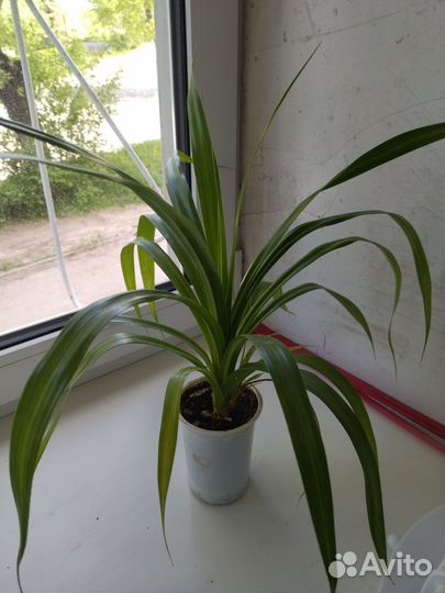 Комнатные цветы панданус