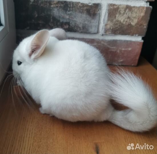 Продам шиншиленка (мальчик, бело-розовый эбони)