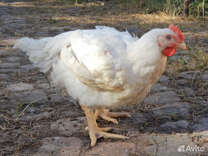 Росс308 цыплята бройлера в ст. Старокорсунскую