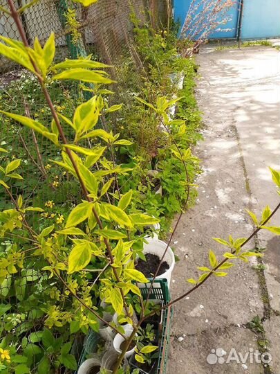 Дёрен белый 