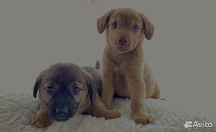 Щенки