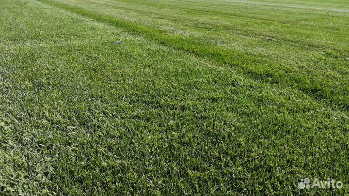 Рулонный газон