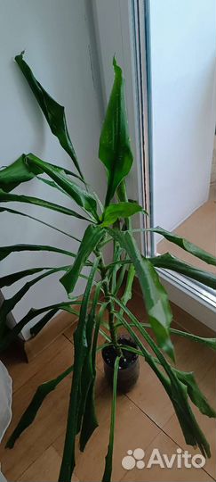 Пальма юкка