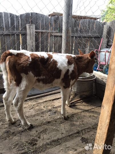 Телочку от высоудойной коровы 1,5м 10 тыс