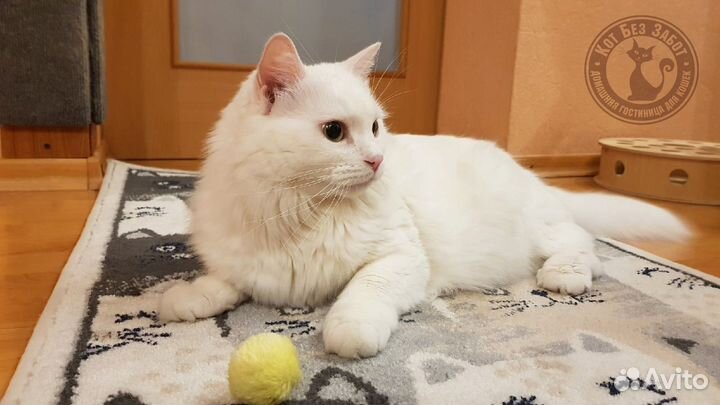 Уход за кошечкой на время отпуска, передержка