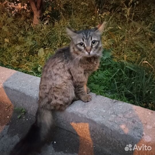 Сибирский котик