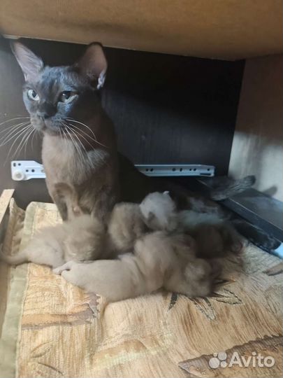 Бурманские котята