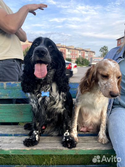 Продам щенков русского спаниеля