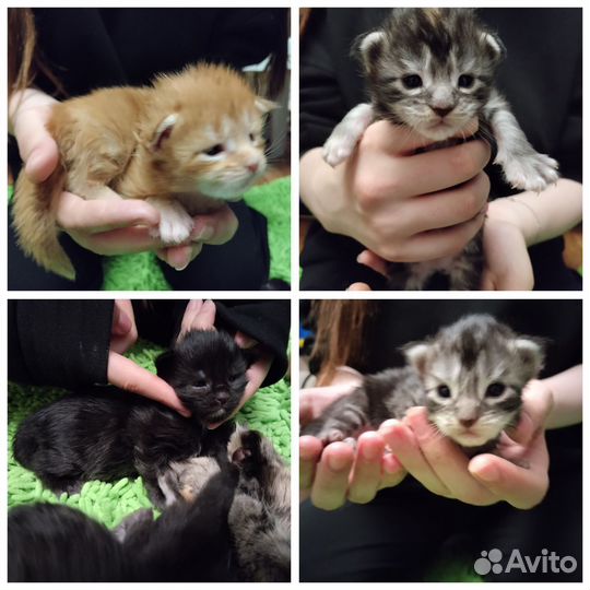 Продам котят мейн-кун