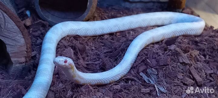 Маисовый полоз Snow