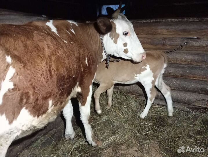 Тёлка 4 месяца