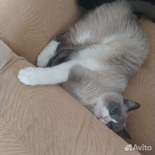 Потерялась кошка