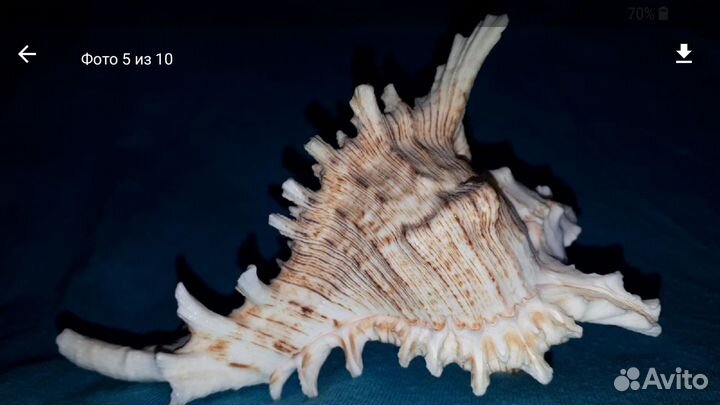 Раковина Ракушка