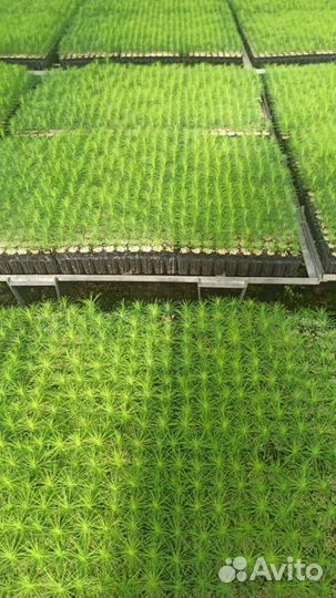 Саженцы ели зкс