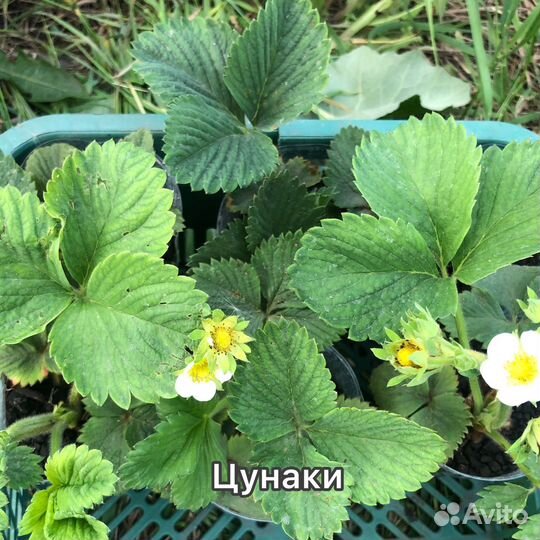 Рассада клубники Цунаки